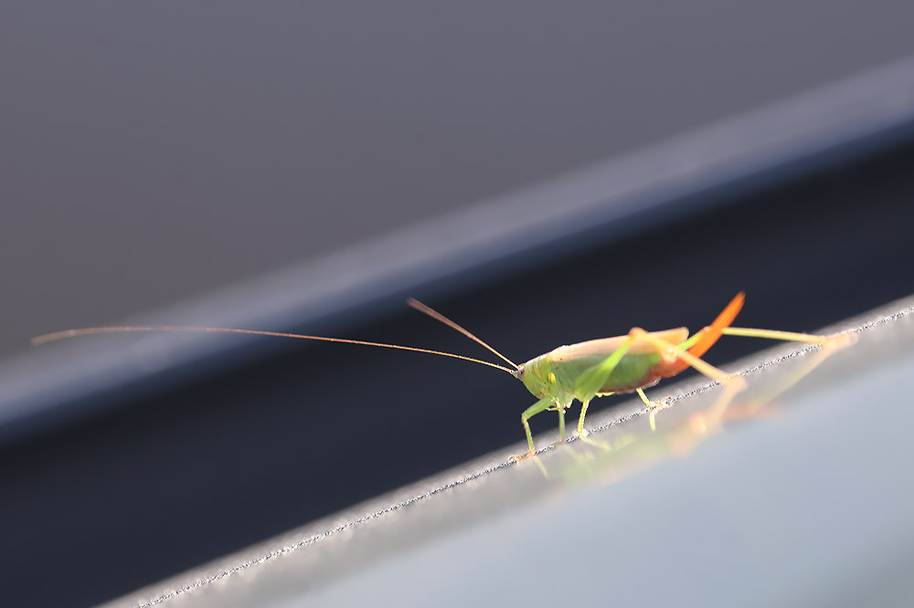 long-winged conehead